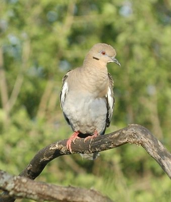 White-winged Dove.JPG