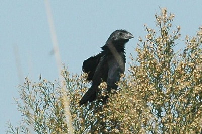 groove-billed ani2web.jpg