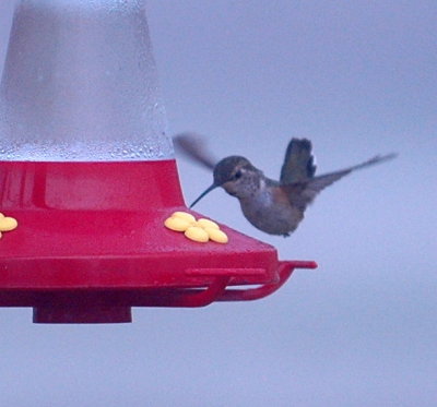 120hummers 019hummingbird.jpg