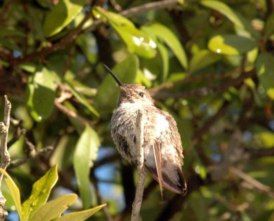 1222hummers 047annaszzzzzzzzzzzzweb.jpg