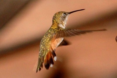 Rufous Hummingbird2.JPG
