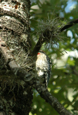 1012garnerstatepark 079rednapedsapsucker2web.jpg