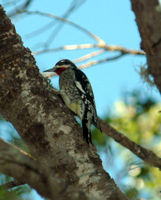 1014sapsucker 023sapsuckerweb.jpg