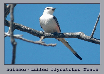 scissor-tailedflycatcher copyweb.jpg