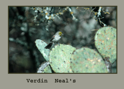 verdin4 copy.jpg