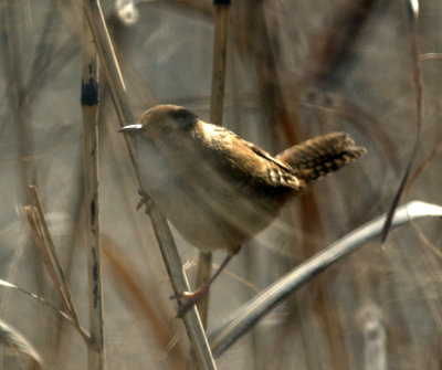 124UvalCou 051marshwrenweb.jpg