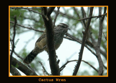 cactuswren714 copyweb.jpg