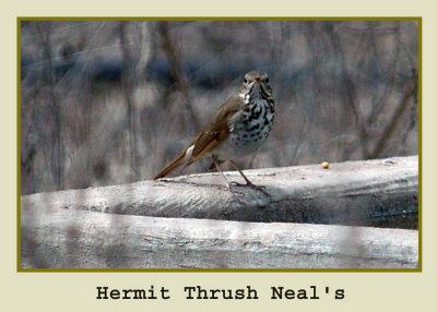 hermitthrush copyweb.jpg