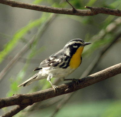 512NealsBats 030yellowthroatedweb.jpg