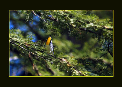 yellowthroatedwarbler copyweb.jpg