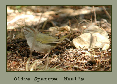 olivesparrow3 copyweb.jpg