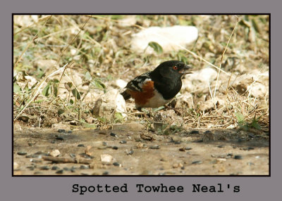 spottedtowhee copyweb.jpg