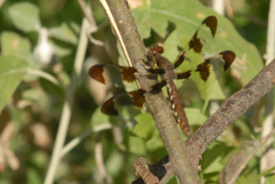 711cooks 084commonwhitetailweb.jpg