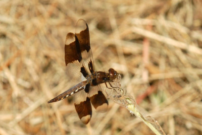 712iiphoonee 178commonwhitetailweb.jpg