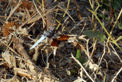 714cooks 085commonwhitetailweb.jpg