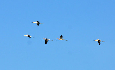 731iiiiphone 022avocetweb.jpg