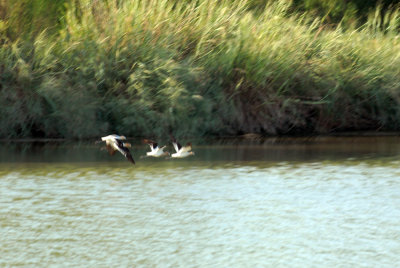 731iiiiphone 018avocetweb.jpg