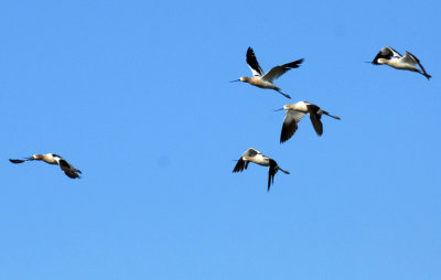 731iiiiphone 008avocetweb.jpg