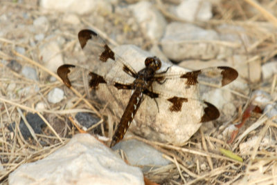 731iiiiphone 097commonwhitetailweb.jpg