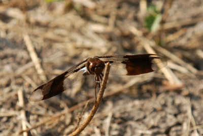 731iiiiphone 090commonwhitetailweb.jpg