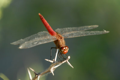 731iiiiphone 055redtailedpennantwebzzzzzzzz.jpg