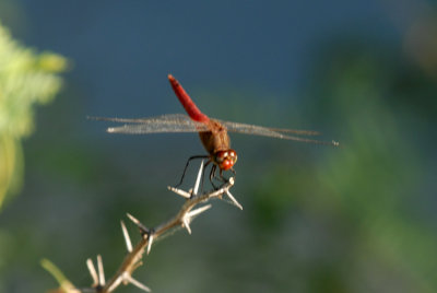 731iiiiphone 049redtailedpennantwebzzzzzz.jpg