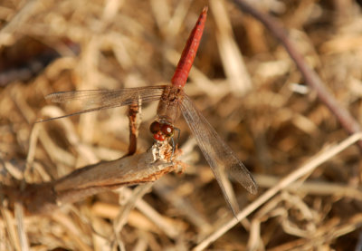 731iiiiphone 048redtailedpennantweb.jpg