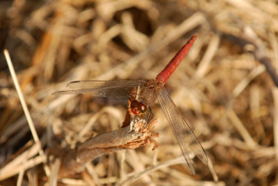 731iiiiphone 044redtailedpennantwebzzz.jpg