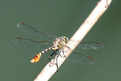89ccooks 016clubtailweb.jpg