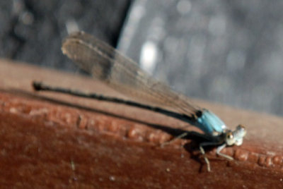 810cooks 089bluefronteddancerweb.jpg