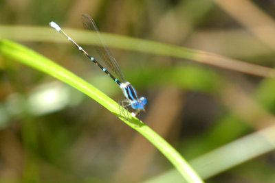 89ccooks 044blueringeddancerweb.jpg
