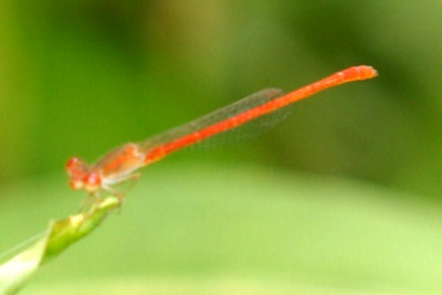 89ccooks 042desertfiretail.jpg