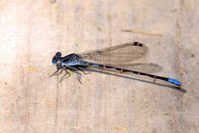 89ccooks 027blueringeddancerweb.jpg