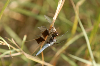 811cooks 050commonwhitetailweb.jpg