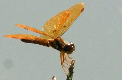 811cooks 184sloughamberwingweb.jpg