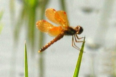 811cooks 192sloughamberwingweb.jpg