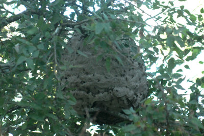 813Bobs10 042beesweb.jpg