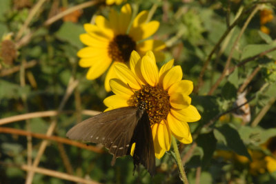 813Bobs10 049blackswallowtailweb.jpg