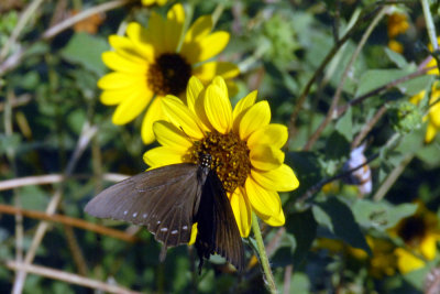 813Bobs10 050blackswallowtailweb.jpg