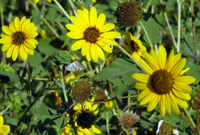 813Bobs10 051sunflowerssnoutweb2.jpg