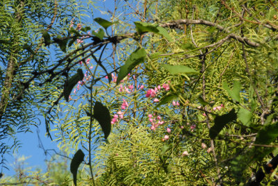 813Bobs10 119pinkvineweb.jpg