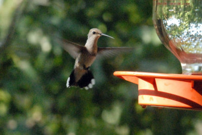 Sandy's Hummer Hangout