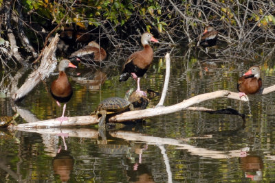 Cook's Slough Nature Park