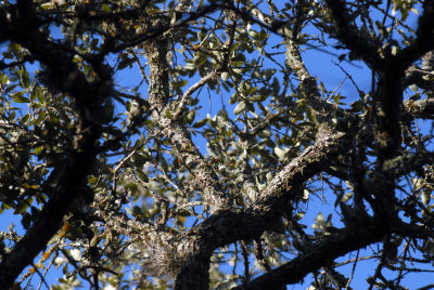 31neals 028liveoakweb.jpg