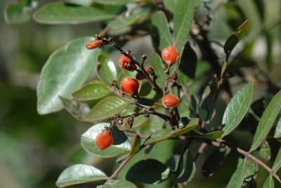 31neals 071berriesweb.jpg