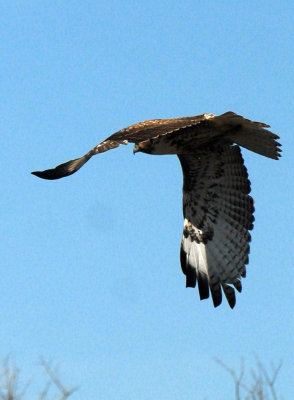 31neals 099redtailweb.jpg
