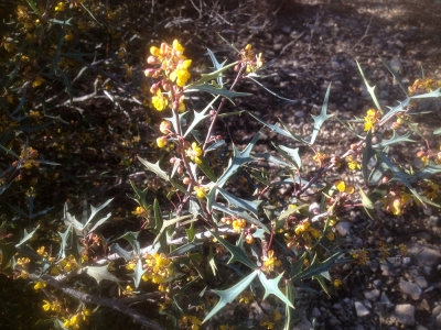 31iphone 008birdinweb.jpg