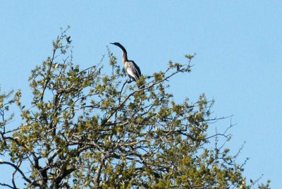 Uvalde County and Kerr Wildlife Management Area