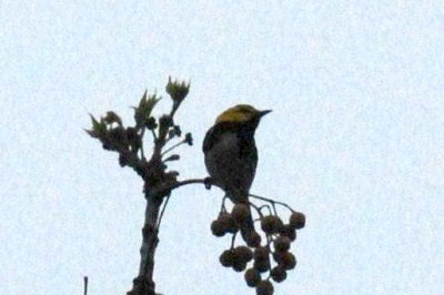 412BirdsReal 036goldentosweb.jpg