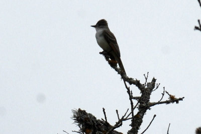 412BirdsReal 145toswebb.jpg